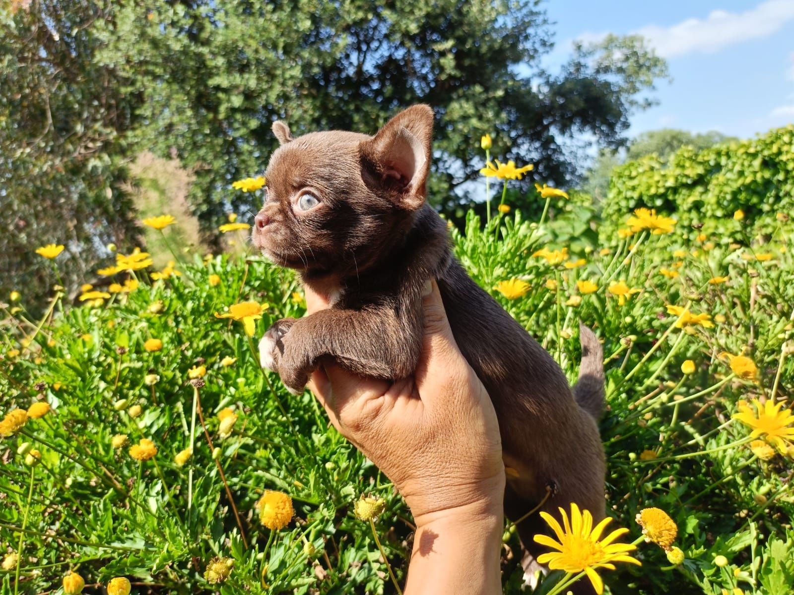 Chihuahua machinho mini pelo curto