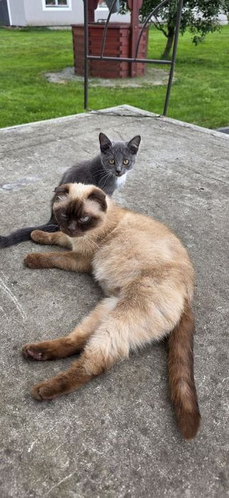 Киця, кіточка, кіт