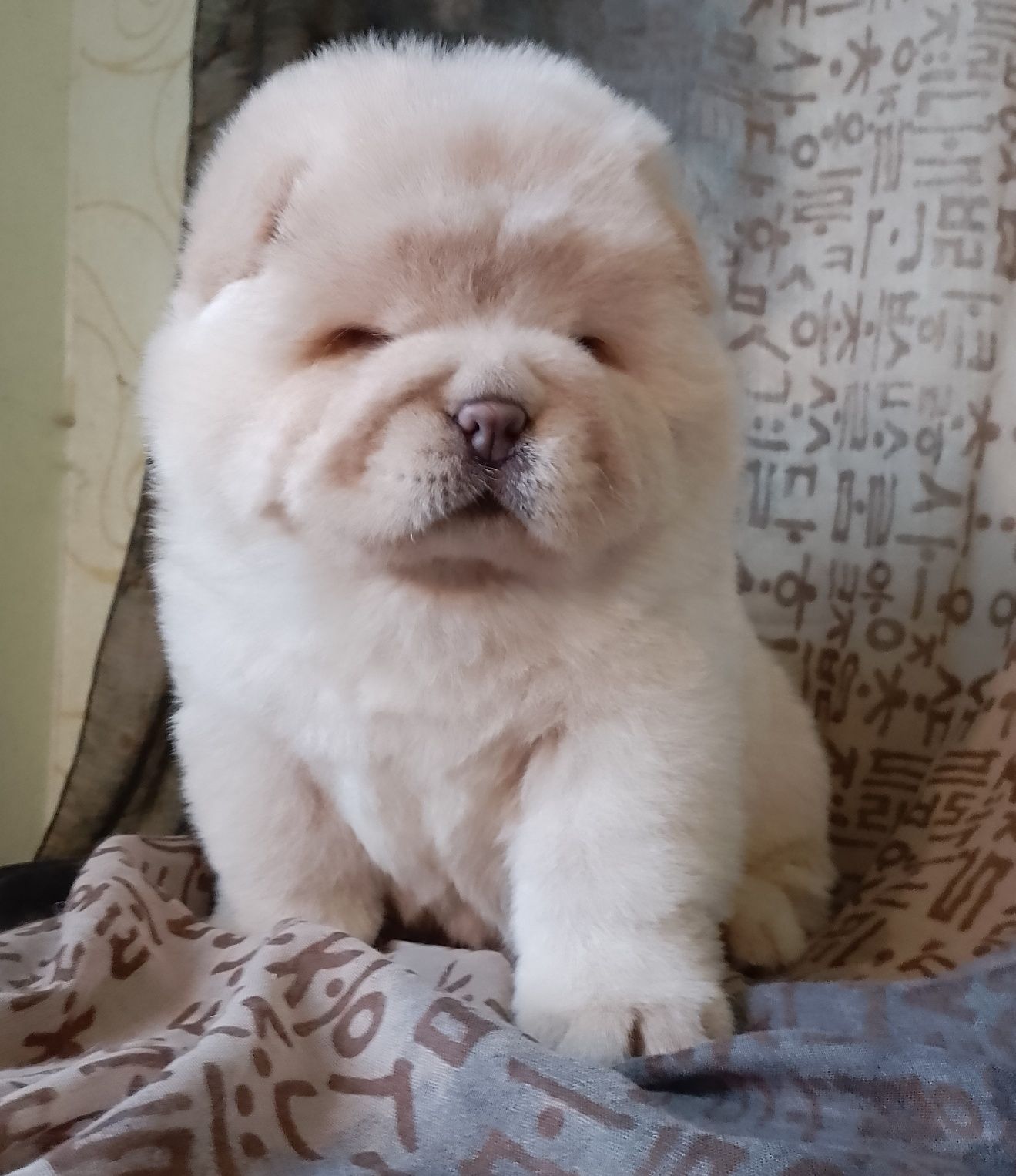 Чау -Чау хлопчик крем