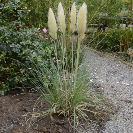 Кортадерія , біла