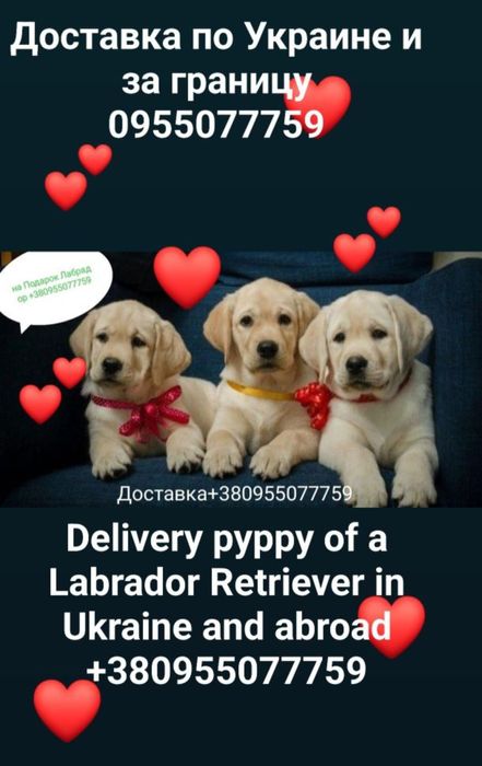 Лабрадор шоколад, коричневий білий Чорний Лабрадор Ретрівер Є Доставка