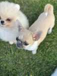 CHIHUAHUA dziewczynka blue fawn :)