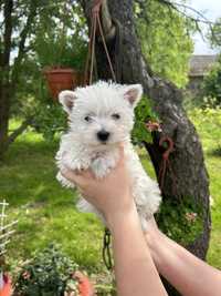 Suczka West Highland White Terrier