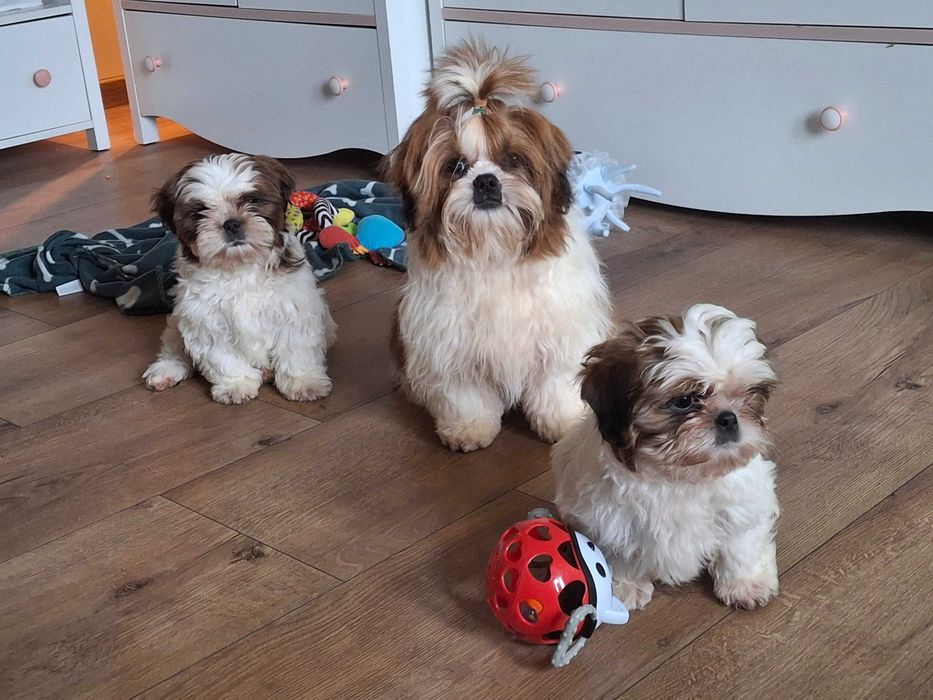 Biało-rudy piesek rodowód ZHPR wyprawka