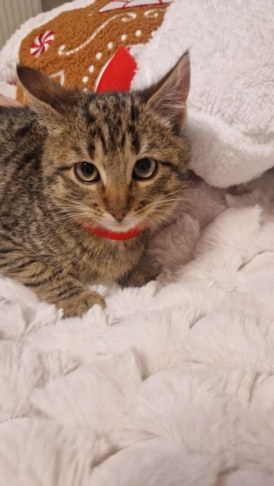 Mała śliczna koteczka szuka dobrego domku.