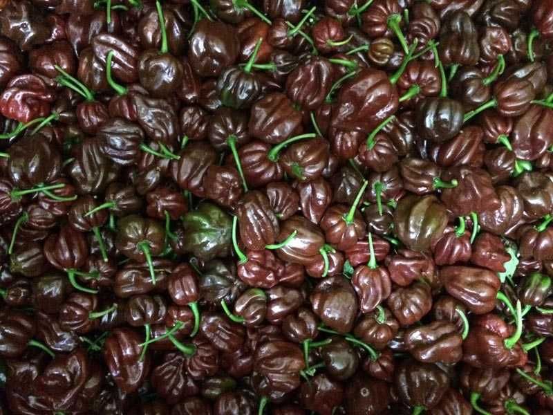 10 Sementes Pimenta Malagueta Habanero CHOCOLATE