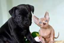 Staffordshire Bull Terrier/Staffik/ dziewczynka