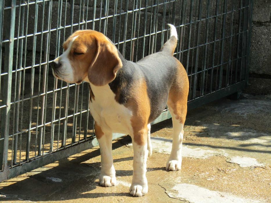 Macho Beagle Tricolor pequeno porte, com LOP/Pedigree/Afixo.