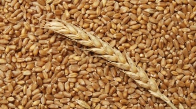 Продам зерно пшеницы.