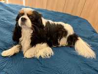 Cavalier King Charles Spaniel - reproduktor SWKiPR z bad. genetycznymi