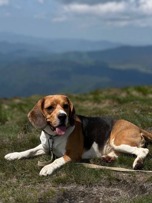 Віддам собаку в добрі руки (безкоштовна внизу на ціну не дивіться