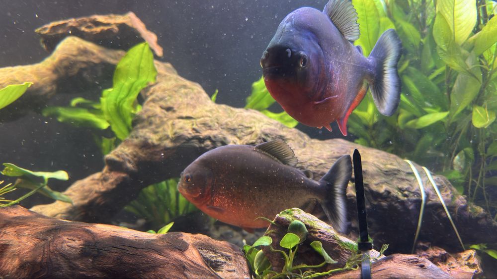 Pirania Natterera Czerwona Duze