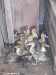 Patos mudos para criação