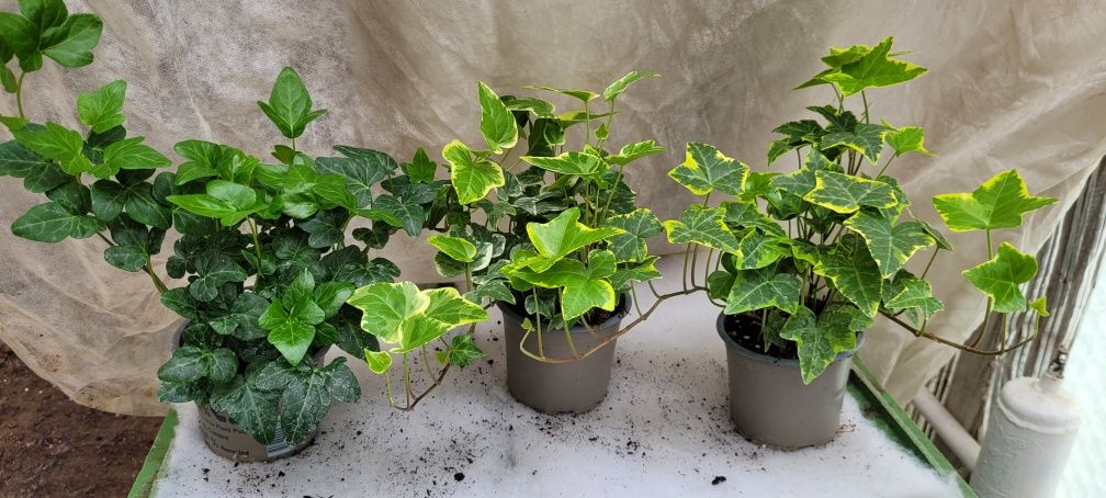 Zestaw 3x Hedera helix, bluszcz , długie pędy 35 cm