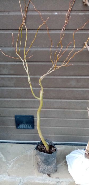 Ива Матсуда  (Матсудана), Клёны Фламинго , Роял Ред.