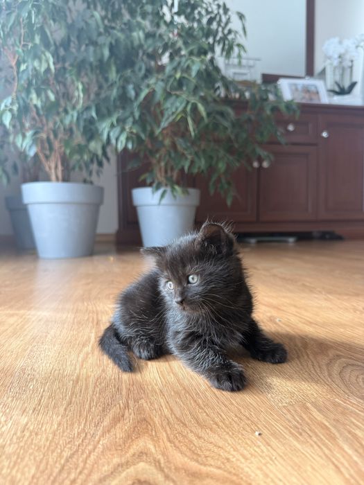 Dom dla małych kotków