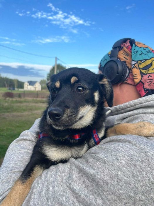 Miko przeuroczy szczeniak do adopcji