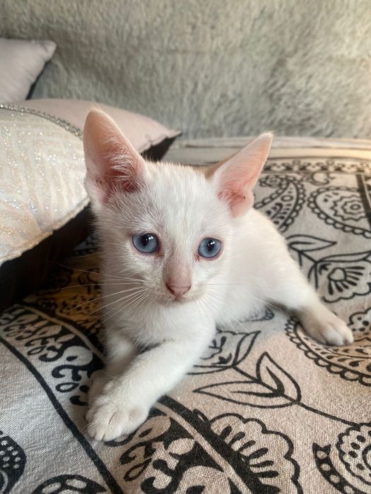 Duas gatas bebes - para adoção conjunta