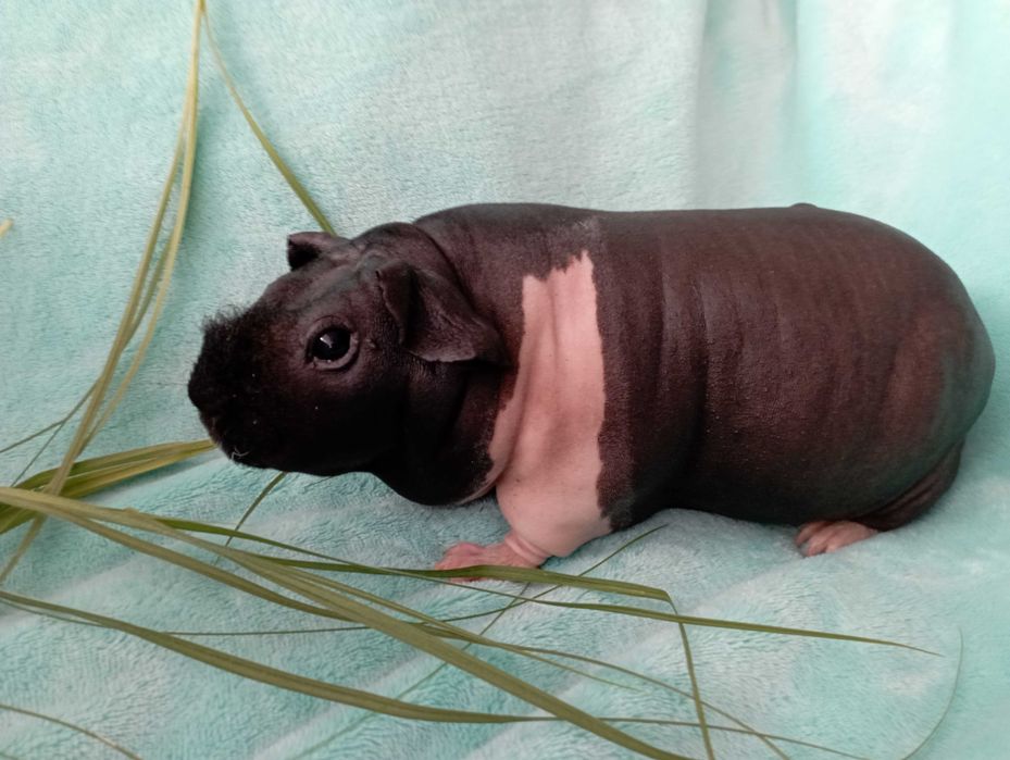 Przepiękna świnka morska ,Cavia Skinny ,prosiaczek.