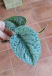 Ogromny scindapsus pictus trebie