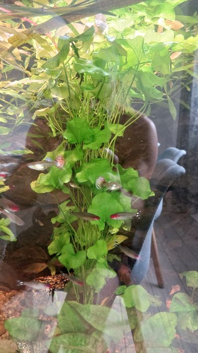 Nymphoides hydrophylla 'Taiwan' (Grzybieńczyk Tajwański)