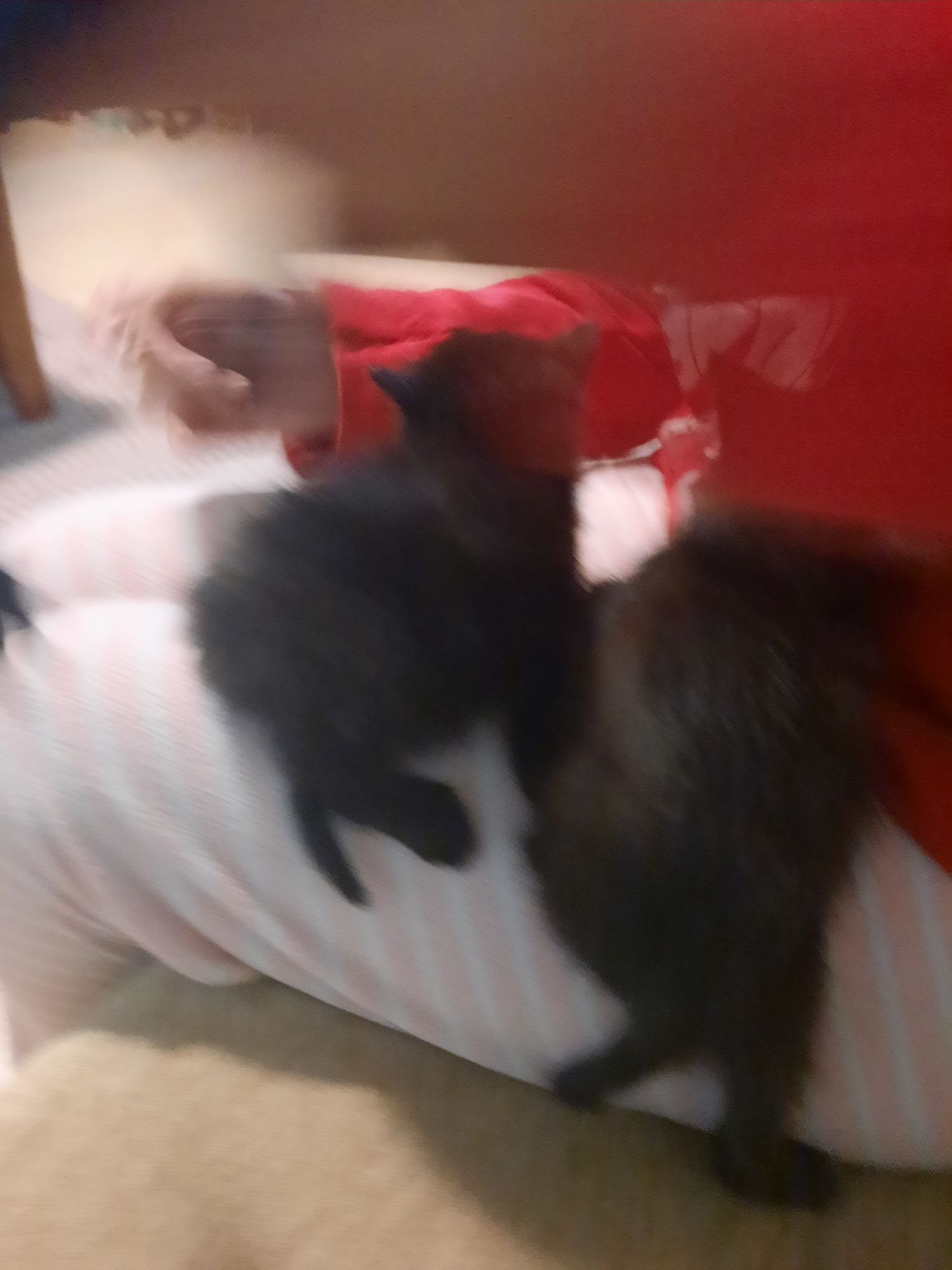 Tenho duas gatinhas e um gatinho é para adoaçao e não estão a venda