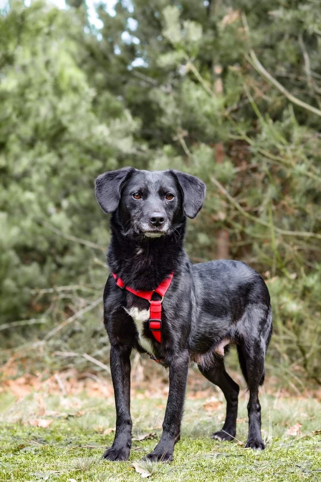 Czarna sunia szuka domku pies do adopcji piesek