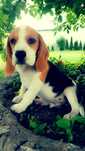 Piękny piesek Beagle szuka nowego domu