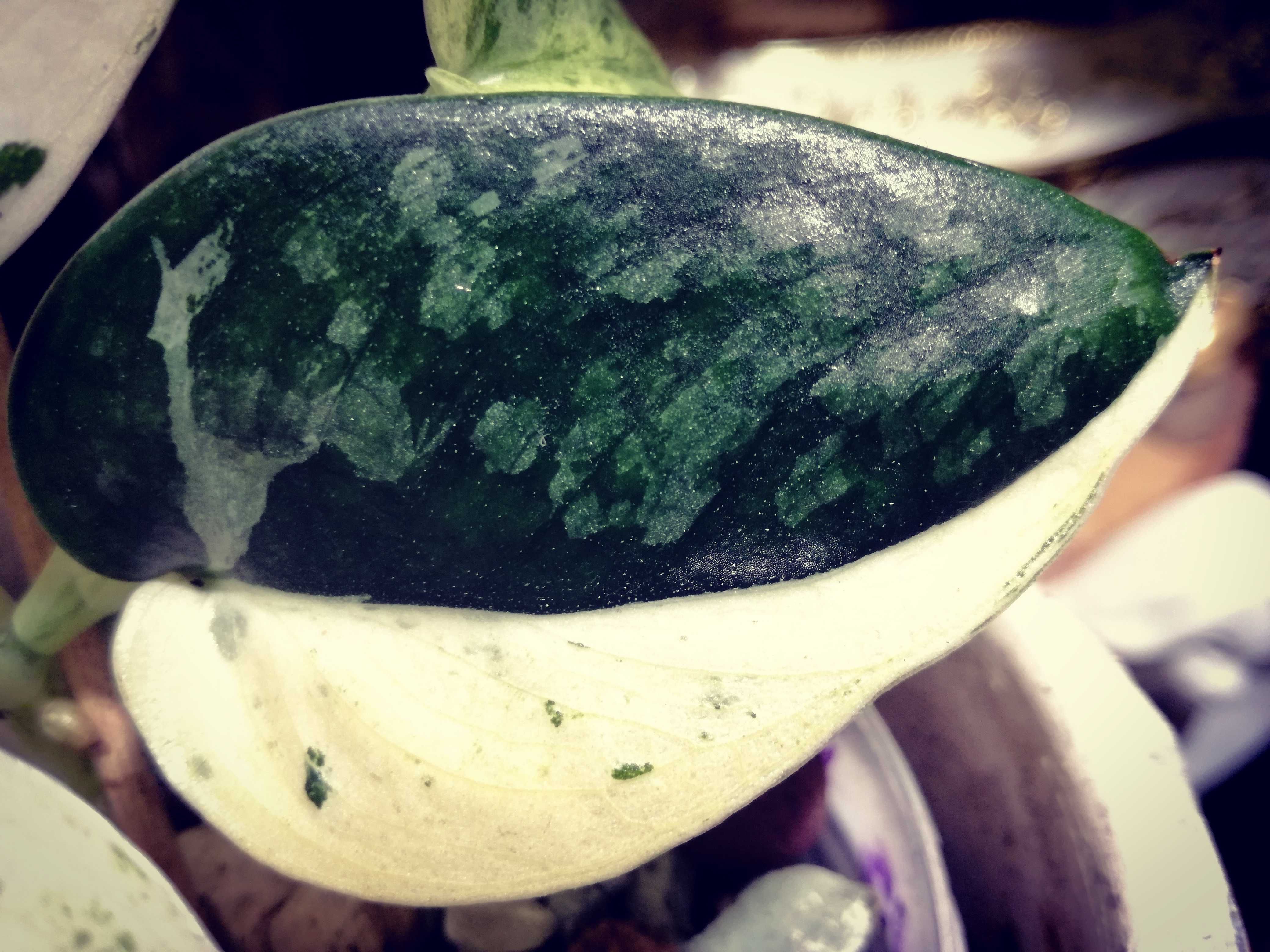 Scindapsus Mayari Marble Variegata NoID UNIKAT monstera philodendron