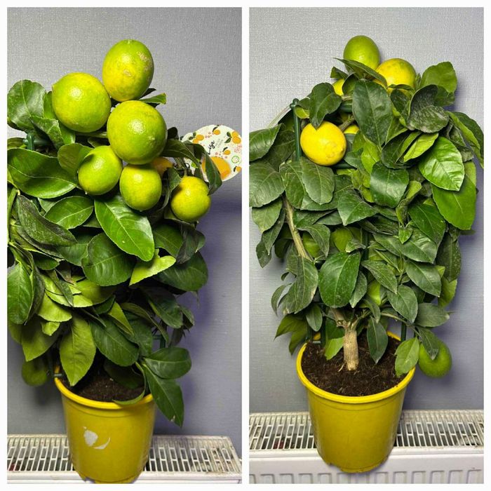 Цитрус  Лимон Аглонема Маранта Сансевієрія Монстера Лавр Фікус Стреліц