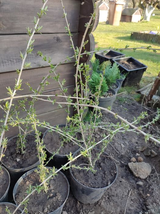 Sadzonki jagody goji