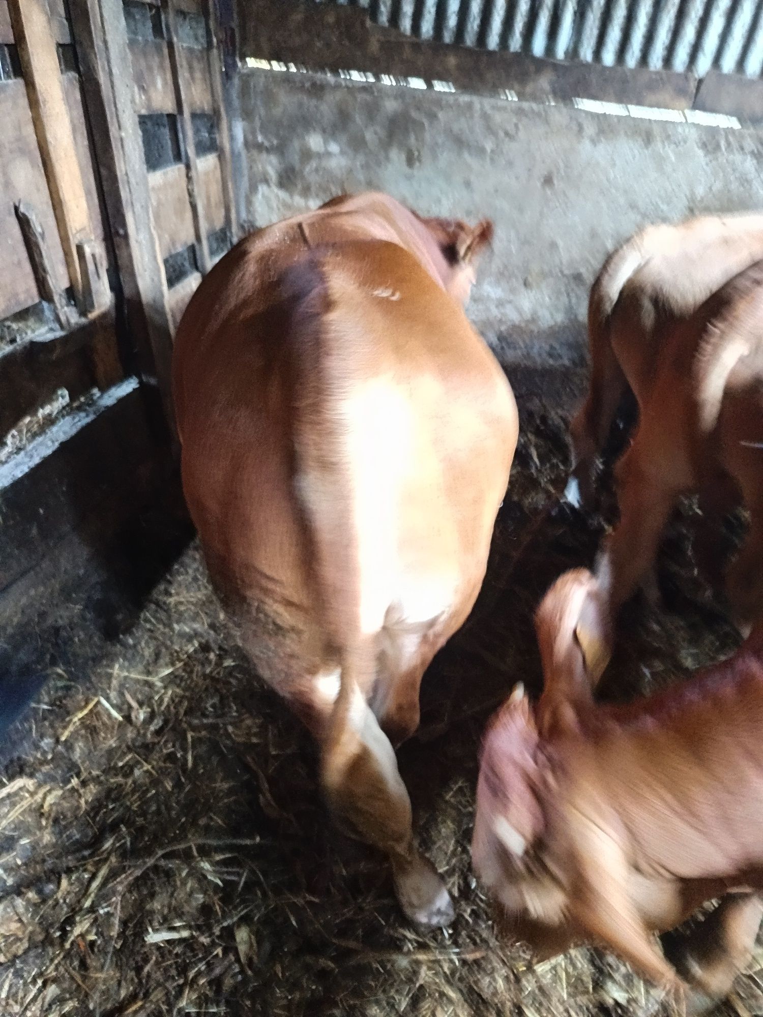 Vacas minhotas Viana do castelo