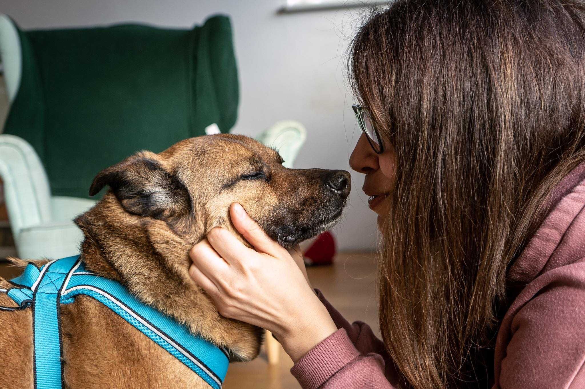 Borowik - wyjątkowy 3 letni psiak do adopcji! - FILMIKI