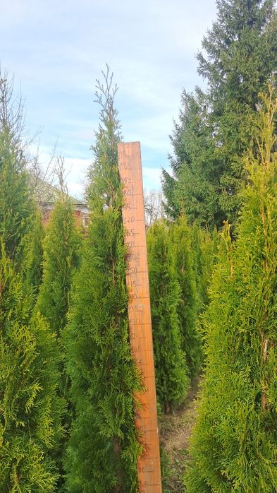 Туя Смарагд Західний