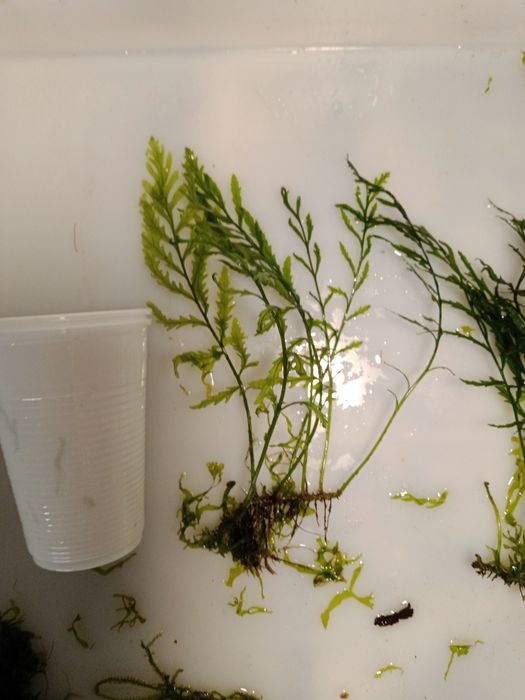 Bolbitis Heudelofii roślina akwariowa od 20 zł