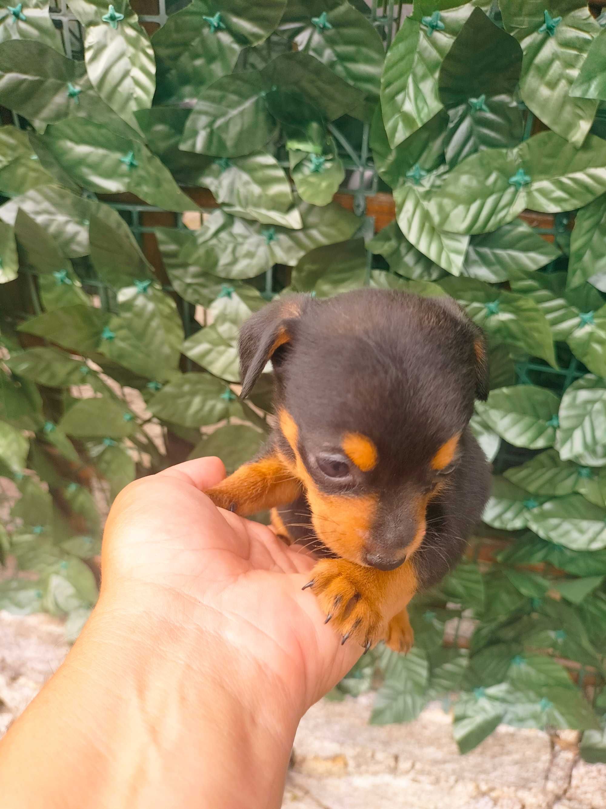 Pinscher fêmea belíssima