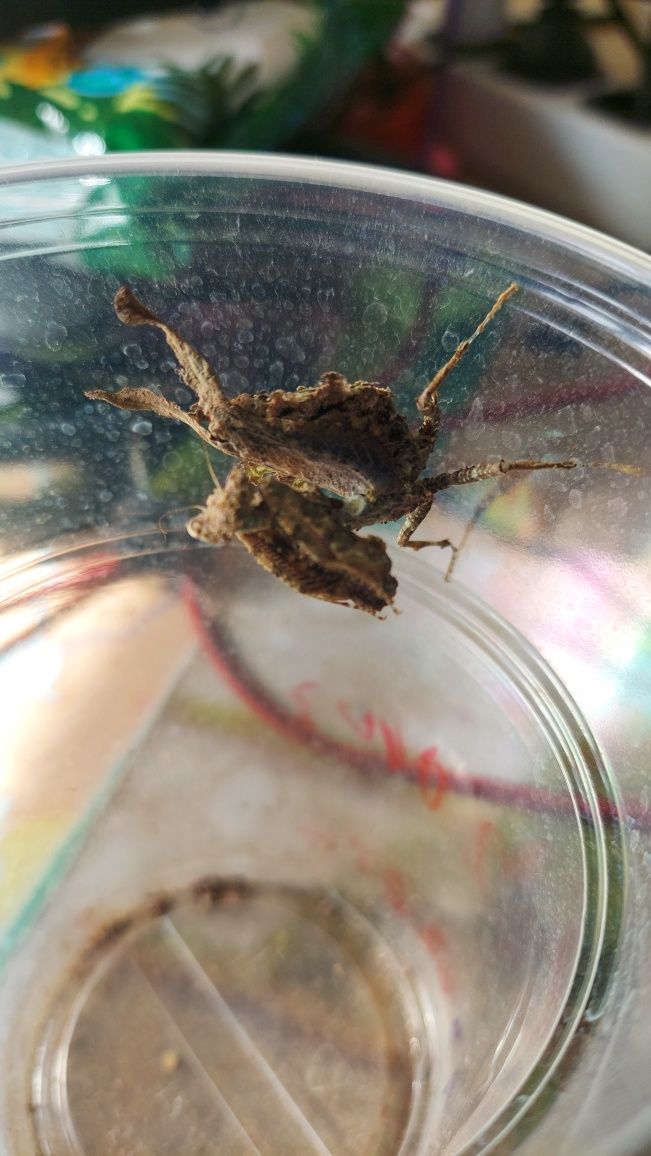 Modliszka Pseudacanthops lobipes  imago