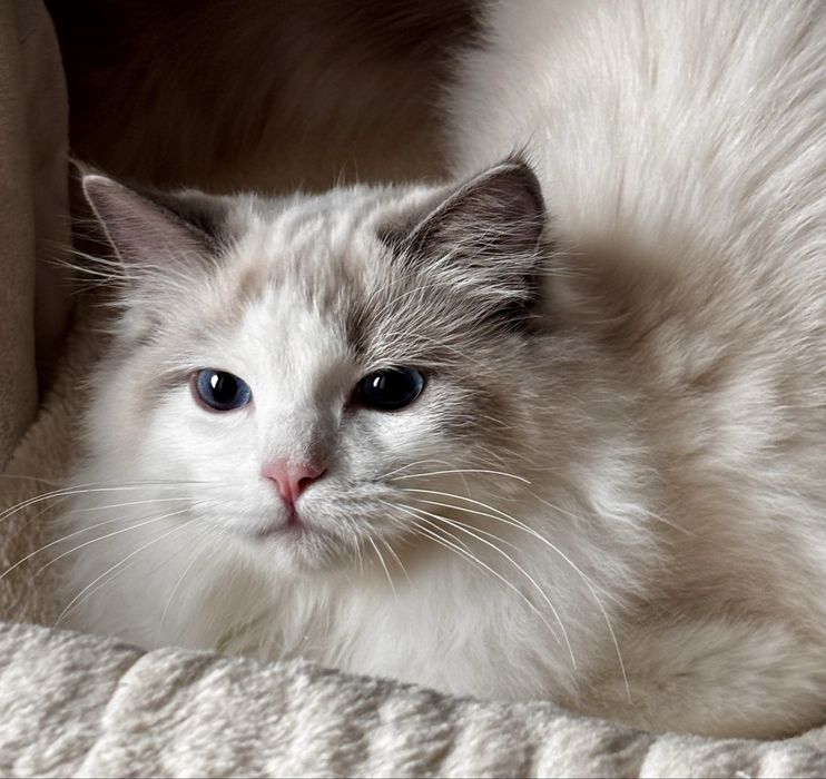 Ragdoll Kocurek hodowlano - wystawowy.