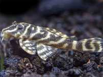 Vendo L129 pleco zebra da Colômbia