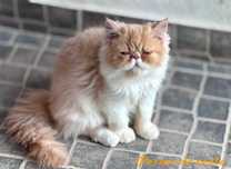 Bicolor creme pelo longo