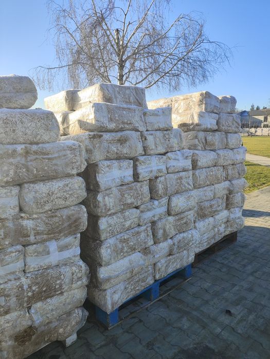 Kostka boczniaków po pierwszym rzucie