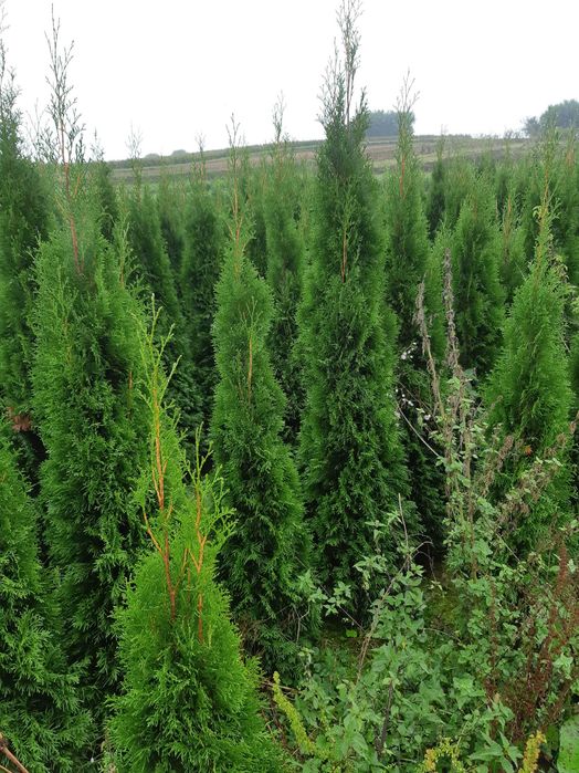 Tuja szmaragd 1-2,5 metra wyprzedaż plantacji