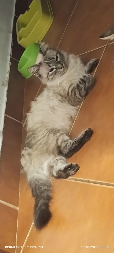Gatinhos para adoção