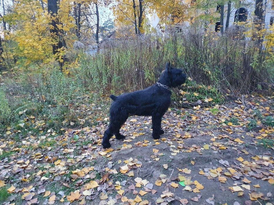 Кобель ризеншнауцер на вязку