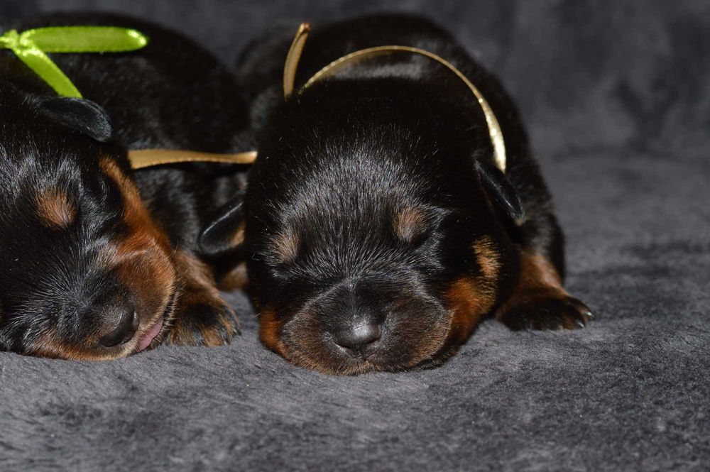 Rottweiler, szczeniak, samiec, rezerwacja ZKwP Poznań