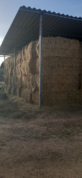 Feno ano 2025 de tritical com erva espontânea e aveia com erva espontâ
