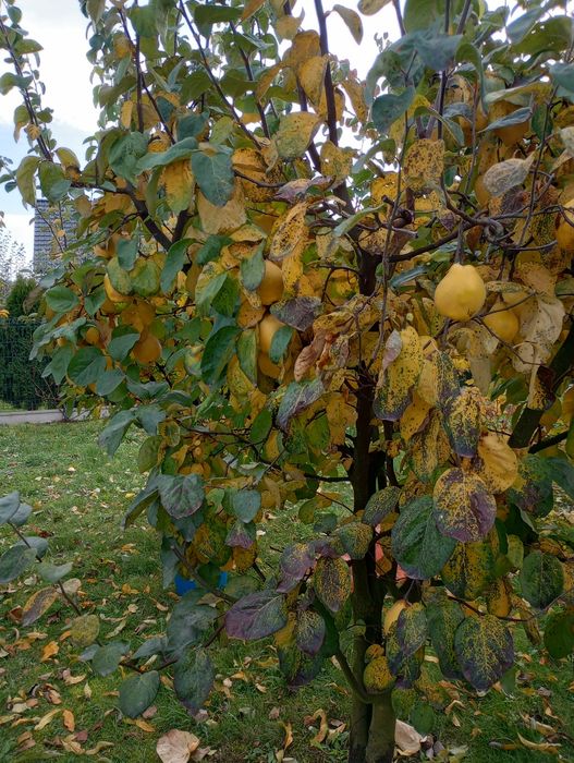 Pigwa gruszkowa i jabłkowa. Ekologiczne.