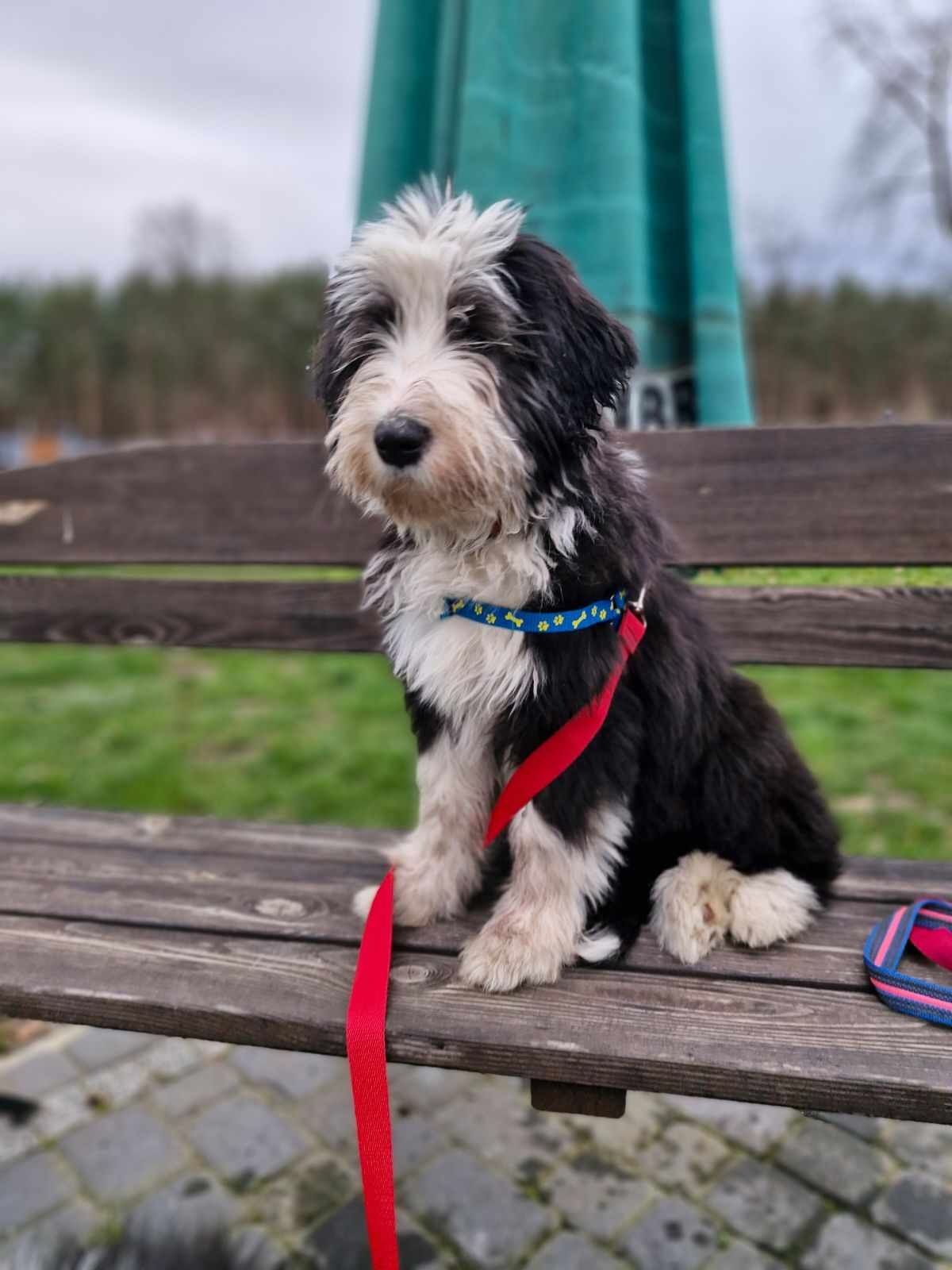 Bearded Collie FCI  2025 szczeniak