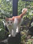 Cztery kociaki do pilnej adopcji