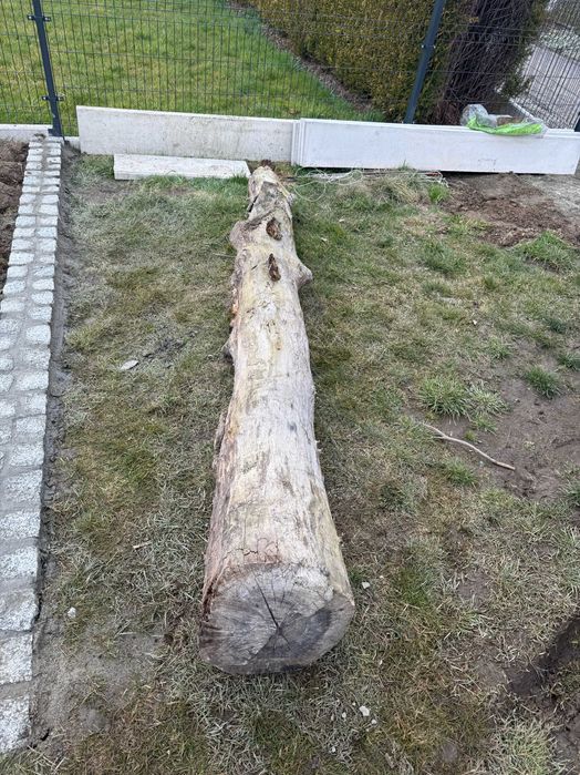 Pień kłoda  orzech włoski drewno